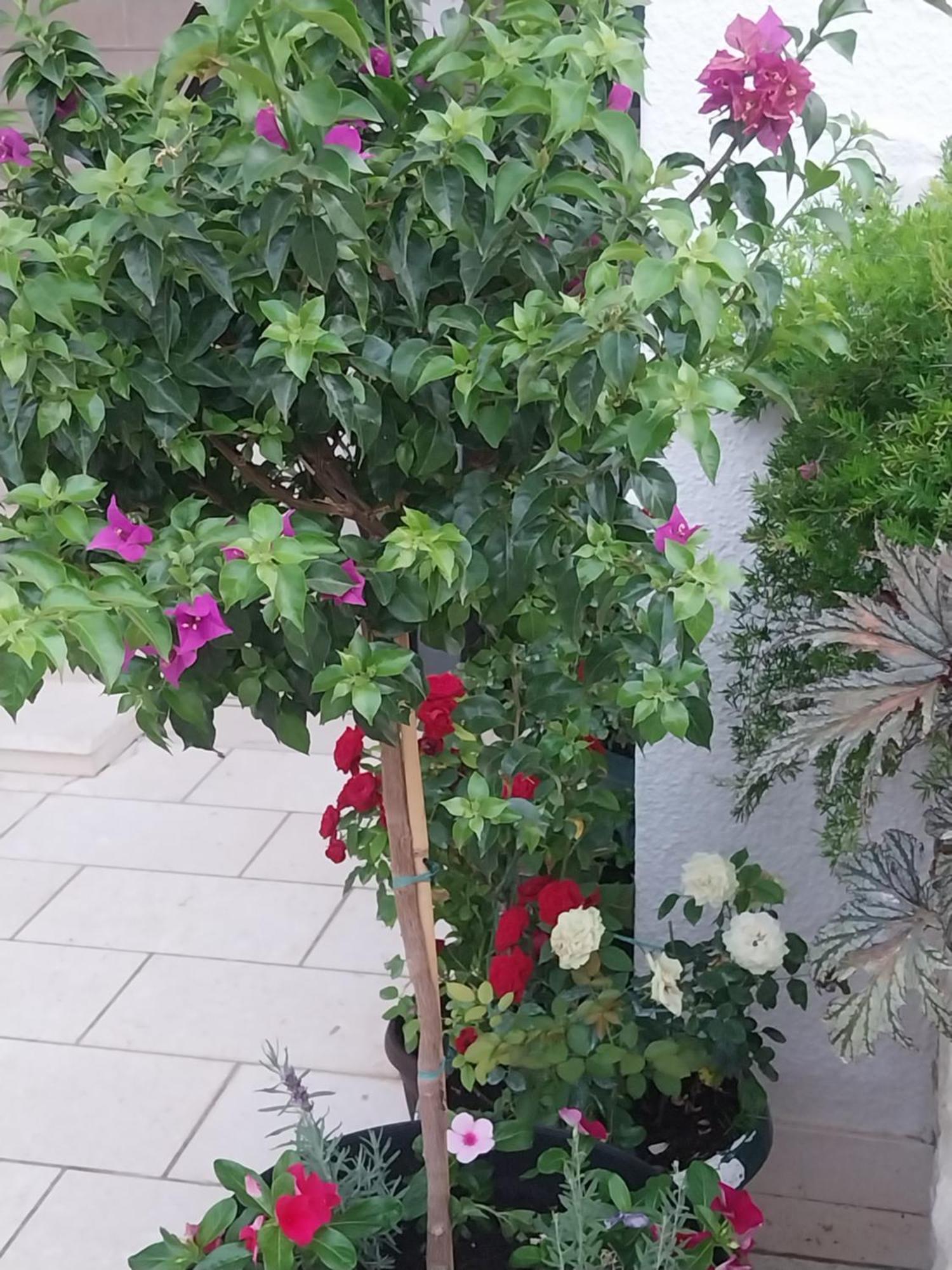 Apartmani Liberan Neum Exterior foto